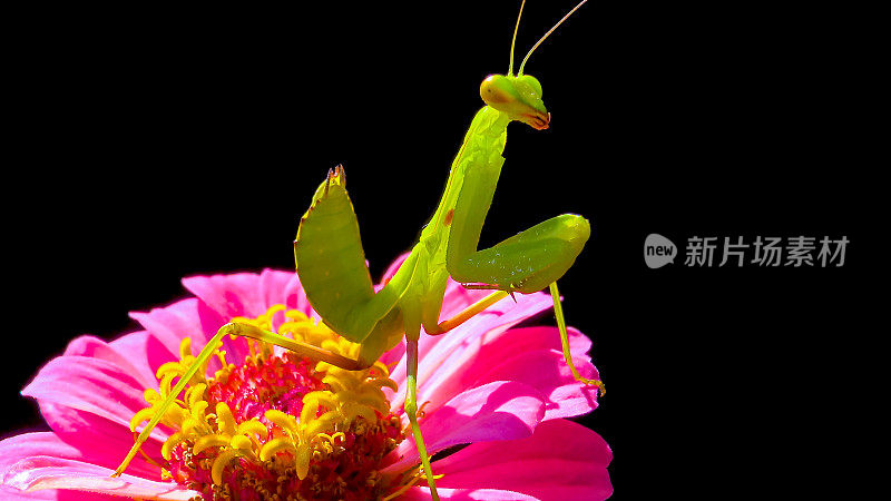 欧洲螳螂(mantis religiosa)，黑色背景上一朵花上的掠食性昆虫